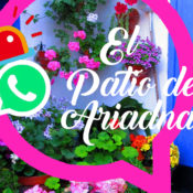 Blog “El patio de Ariadna”: propuestas creativas para sobrevivir a la cuarentena en comunidad